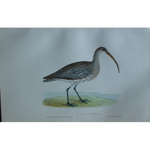 8233 - JC Chenu - 2 prints: Lapwing and Eurasian Curlew 1870.

These hand-coloured lithographs are from Orn... 