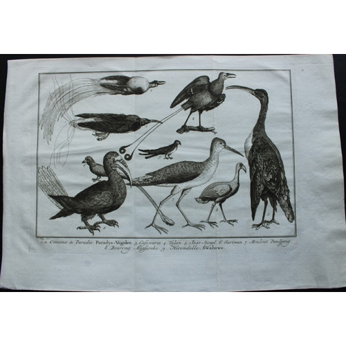 8236 - Jakob van der Schley - Birds of Paradise 1747.

This rare original etching, on hand laid paper, is f... 