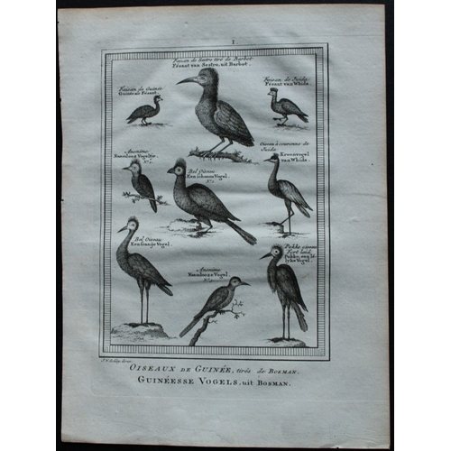 8238 - Jakob van der Schley - Birds of Guinea incl Cranes 1747.

This rare original etching, on hand laid p... 