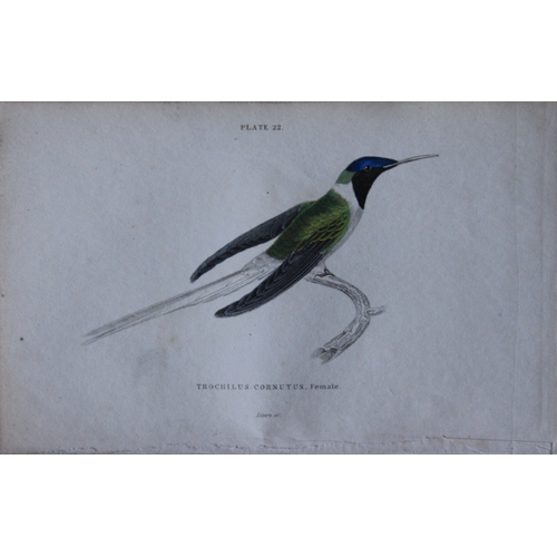 8239 - Jardine & Lizars - 4 prints of Hummingbirds 1833.

These hand-coloured engravings of Humming Birds a... 