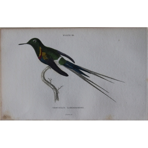 8240 - Jardine & Lizars - 4 prints of Hummingbirds 1833.

These hand-coloured engravings of Humming Birds a... 