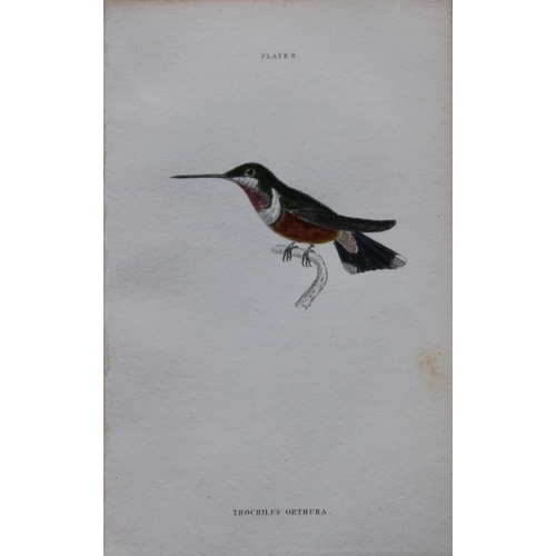 8240 - Jardine & Lizars - 4 prints of Hummingbirds 1833.

These hand-coloured engravings of Humming Birds a... 