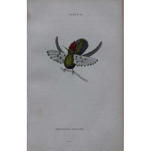 8241 - Jardine & Lizars - 4 prints of Hummingbirds 1833.

These hand-coloured engravings of Humming Birds a... 