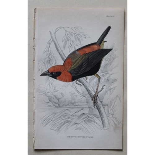 8242 - William Swainson - 4 Birds of Western Africa 1837.

These hand-coloured engravings are from William ... 