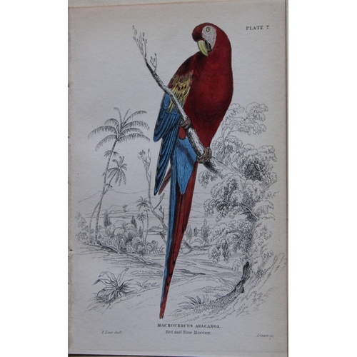 8245 - Edward Lear - 4 engravings of parrots 1836.

These original hand-coloured steel engravings are from ... 