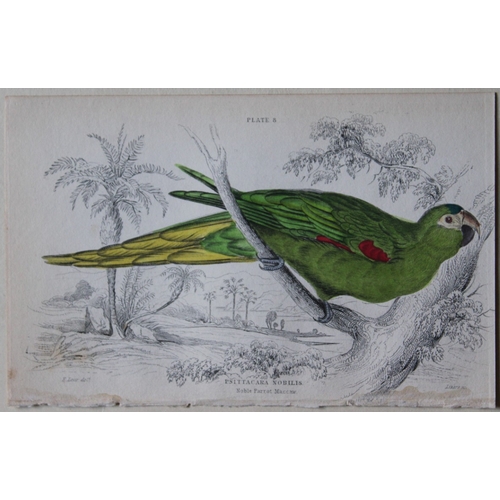 8245 - Edward Lear - 4 engravings of parrots 1836.

These original hand-coloured steel engravings are from ... 