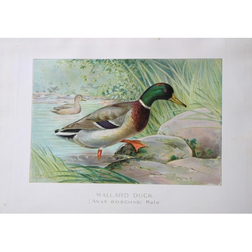 8246 - J Ridgway - 2 prints of the Mallard duck 1902.

These original antique chromolithographs of the Mall... 