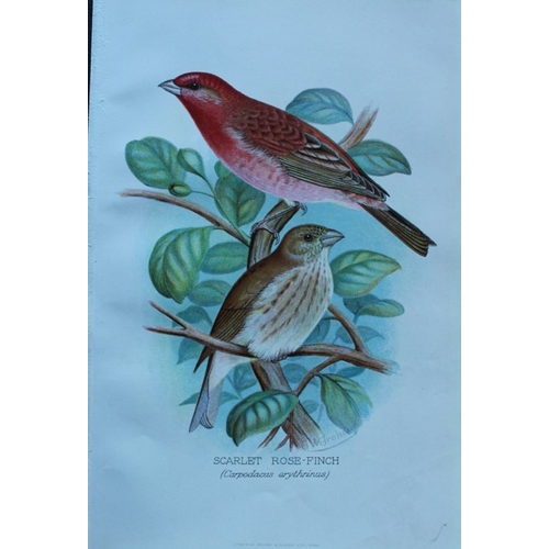 8247 - FW Frohawk - 10 antique prints of finches 1899.

These chromolithographic plates were drawn by Frede... 