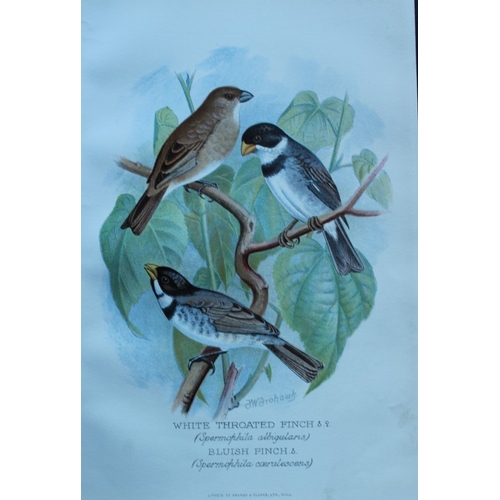 8248 - FW Frohawk - 10 antique prints of finches 1899.

These chromolithographic plates were drawn by Frede... 