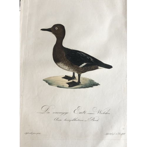 8252 - JC Susemihl - White-eyed Ferruginous Duck 1800-17.

This engraving of the White-eyed Ferruginous Duc... 