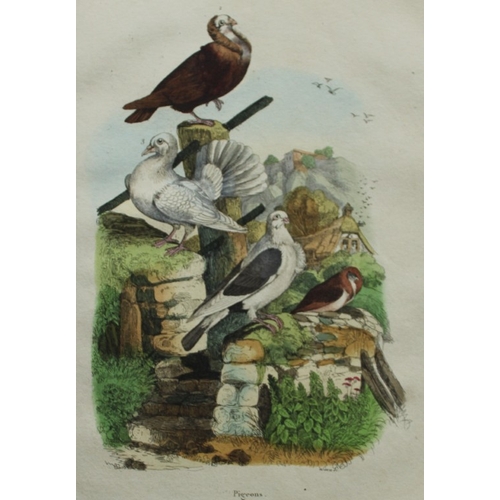 8257 - FE Guerin-Meneville - 3 prints of birds 1838.

These engravings are from Dictionnaire Pittoresque d’... 