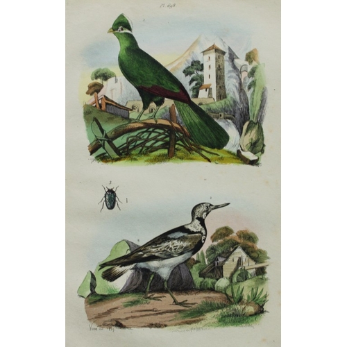 8257 - FE Guerin-Meneville - 3 prints of birds 1838.

These engravings are from Dictionnaire Pittoresque d’... 