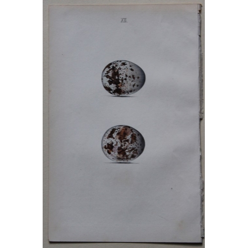 8260 - W Hewitson - 3 prints of birds of prey eggs 1856.

These hand-coloured engravings of the eggs of bir... 