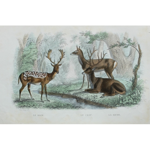 8275 - Buffon - 4 engravings of mammals 1839.

These original hand-coloured steel engravings are from The C... 