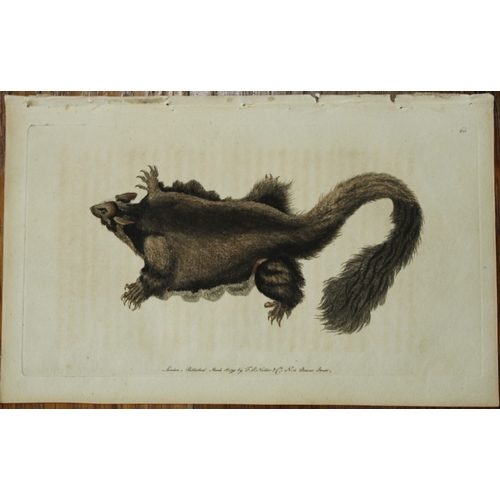 8276 - Shaw & Nodder - Flying Squirrel  (Southern Petaurus) 1790.

This beautiful copper engraving with ori... 