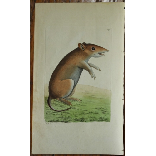 8279 - Shaw & Nodder - Porculine Opossum (Didelphis obesula) 1790.

This beautiful copper engraving with or... 