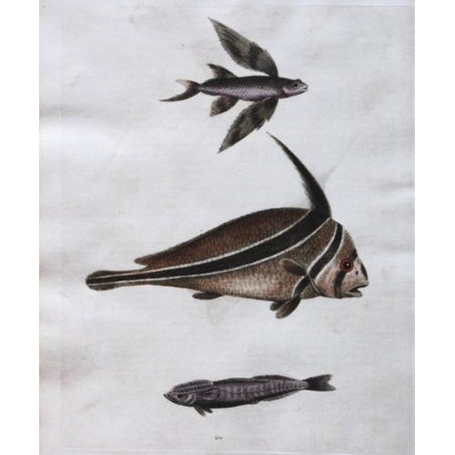 8289 - George Edwards - The Ribband Fish 1751.

This beautiful engraving is from George Edwards A History o... 