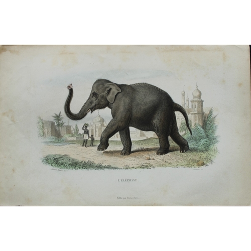 8297 - Buffon & Travies - 4 prints of Mammals 1839.

These original hand-coloured steel engravings are from... 