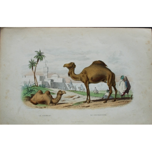 8297 - Buffon & Travies - 4 prints of Mammals 1839.

These original hand-coloured steel engravings are from... 