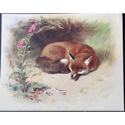 8301 - A Thorburn - 2 prints of a Fox and a Badger 1920.

These original antique prints are from British Ma... 