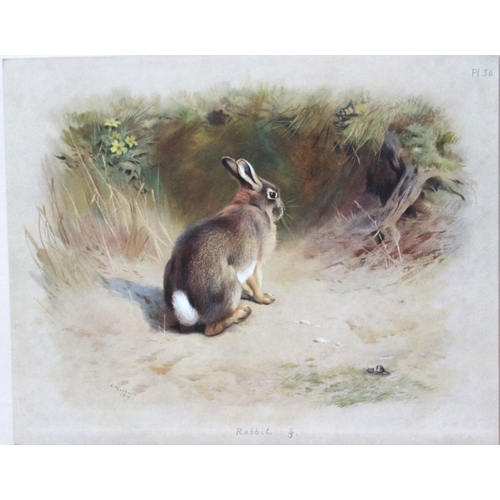 8302 - A Thorburn - 2 prints of a Hare and a Rabbit 1920.

These original antique prints are from British M... 