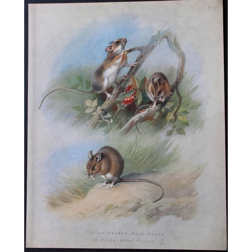 8305 - A Thorburn - 3 prints of Mice 1920.

These original antique prints are from British Mammals by Archi... 