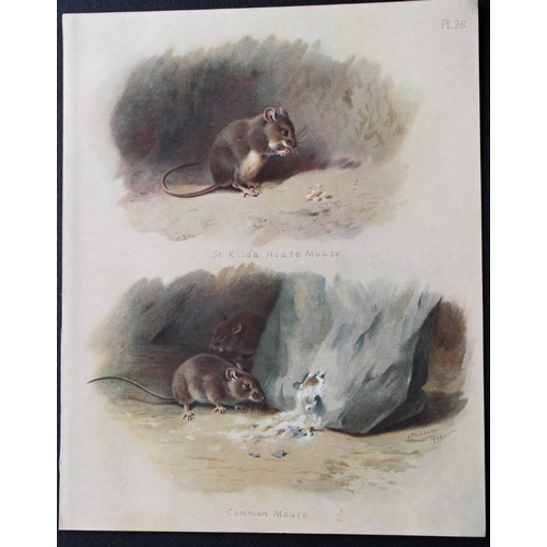 8305 - A Thorburn - 3 prints of Mice 1920.

These original antique prints are from British Mammals by Archi... 