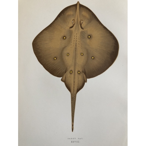 8319 - Jonathan Couch - 4 prints of Rays 1877.

These original antique woodblock hand-coloured prints are f... 