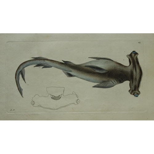 8326 - Shaw & Nodder - Hammer-Headed Shark (Zygaena) 1790.

This beautiful copper engraving with original h... 