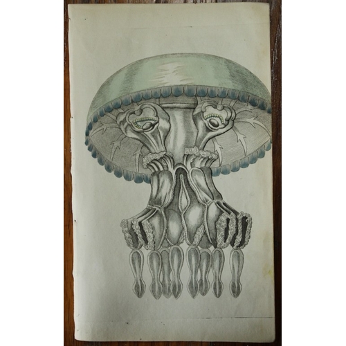 8327 - Shaw & Nodder - Medusa Andromeda Jellyfish 1790.

This beautiful copper engraving with original hand... 