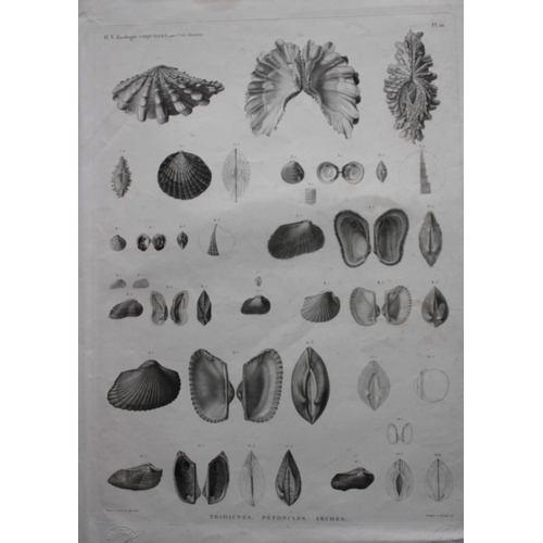 8328 - Sea Shells from Description de l'Egypte 1820-29.

This engraving is from Description de l'Égypte, ou... 