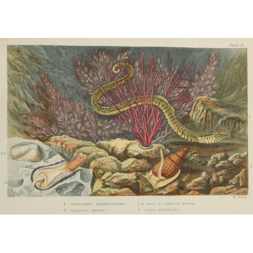 8329 - Charles Kingsley - 3 prints of British shoreline creatures 1859.

These antique chromolithographic p... 