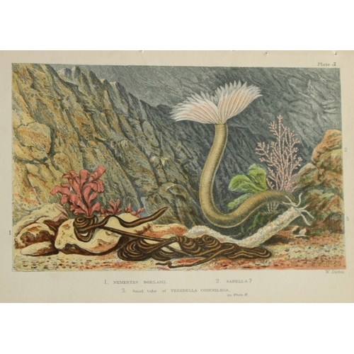 8330 - Charles Kingsley - 3 prints of British shoreline creatures 1859.

These antique chromolithographic p... 