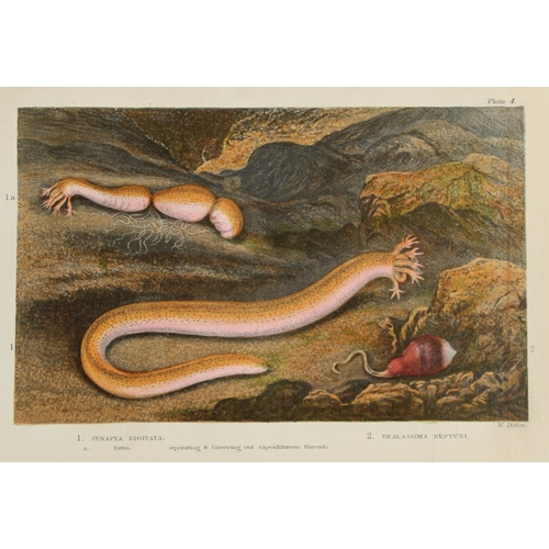 8330 - Charles Kingsley - 3 prints of British shoreline creatures 1859.

These antique chromolithographic p... 