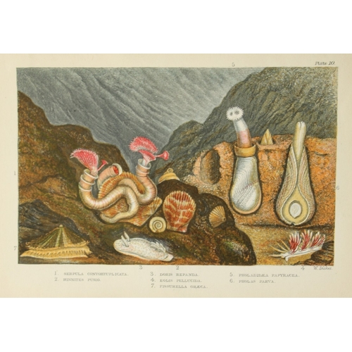 8332 - Charles Kingsley - 3 prints of British shoreline creatures 1859.

These antique chromolithographic p... 