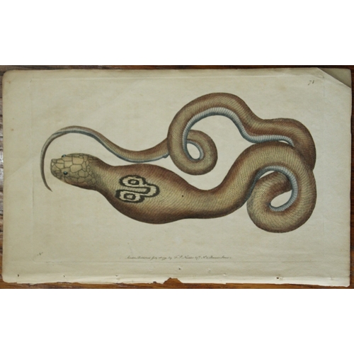 8337 - Shaw & Nodder - The Spectacle Snake (Cobra de Capello) 1790.

This beautiful copper engraving with o... 