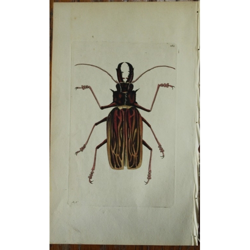 8339 - Shaw & Nodder - Stag-horned Beetle (Cerambyx)  1790.

This beautiful copper engraving with original ... 