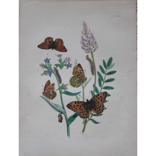 8355 - HN Humphreys - 2 prints of Fritillary butterflies 1841.

These original hand-coloured lithographs, a... 