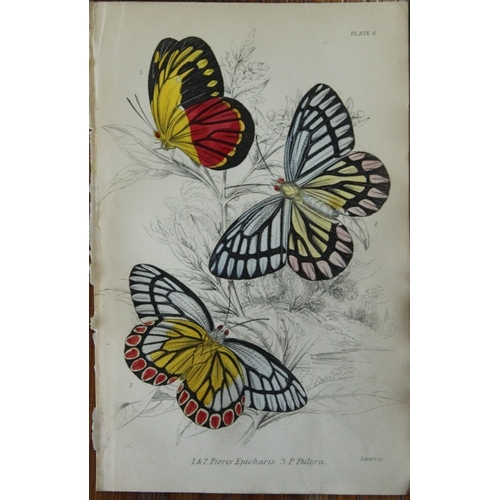 8360 - Sir W Jardine - 2 prints of Foreign Butterflies 1837.

These beautiful hand-coloured engravings of b... 