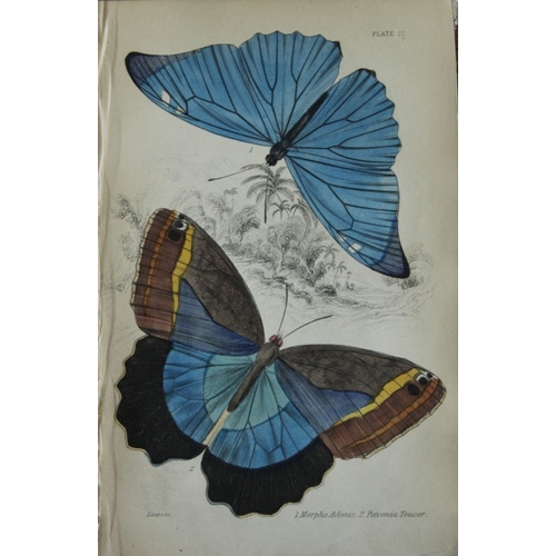 8363 - Sir W Jardine - 2 prints of Foreign Butterflies 1837.

These beautiful hand-coloured engravings of b... 