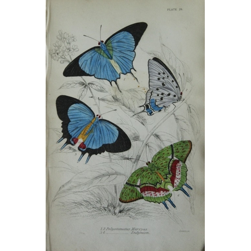 8364 - Sir W Jardine - 2 prints of Foreign Butterflies 1837.

These beautiful hand-coloured engravings of b... 