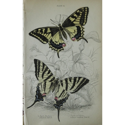 8366 - Sir W Jardine - 3 prints of British Butterflies 1835.

These engravings of British butterflies are f... 