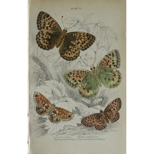 8366 - Sir W Jardine - 3 prints of British Butterflies 1835.

These engravings of British butterflies are f... 