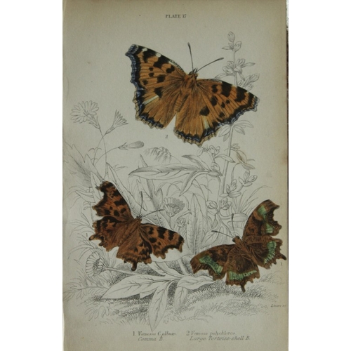 8367 - Sir W Jardine - 3 prints of British Butterflies 1835.

These engravings of British butterflies are f... 