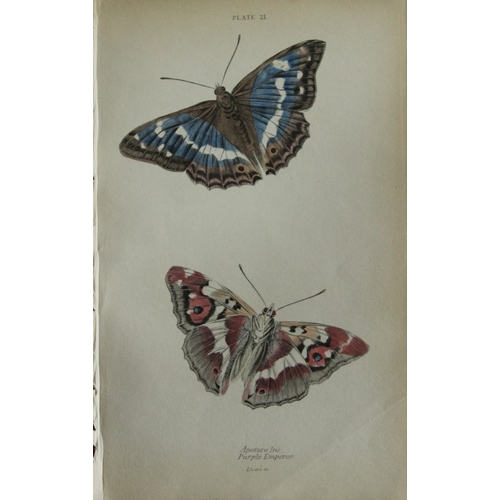 8368 - Sir W Jardine - 3 prints of British Butterflies 1835.

These engravings of British butterflies are f... 