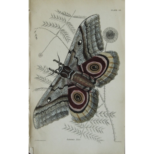 8370 - Sir W Jardine - 3 prints of Exotic Moths 1835.

These engravings of exotic moths are from Sir Willia... 