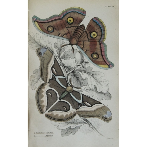 8371 - Sir W Jardine - 3 prints of Exotic Moths 1835.

These engravings of exotic moths are from Sir Willia... 