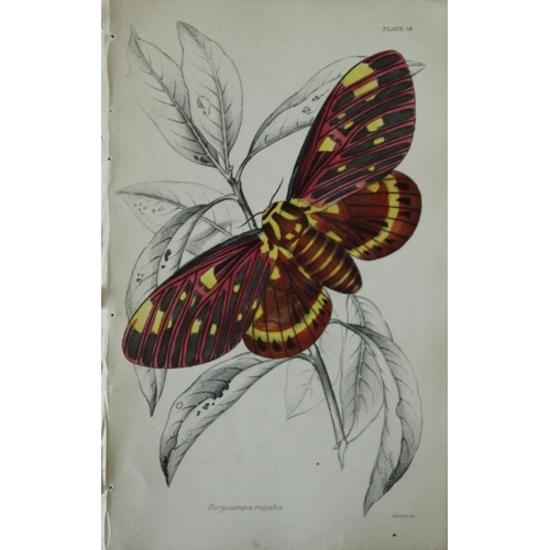 8372 - Sir W Jardine - 3 prints of Exotic Moths 1835.

These engravings of exotic moths are from Sir Willia... 