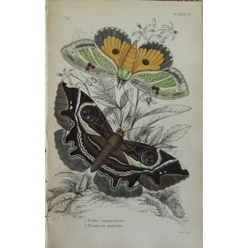 8373 - Sir W Jardine - 3 prints of Exotic Moths 1835.

These engravings of exotic moths are from Sir Willia... 