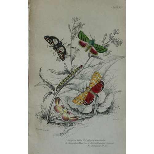 8373 - Sir W Jardine - 3 prints of Exotic Moths 1835.

These engravings of exotic moths are from Sir Willia... 